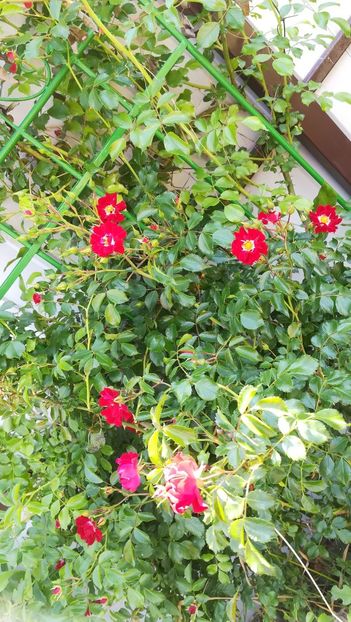 2018 - Gruss an Baden-Baden