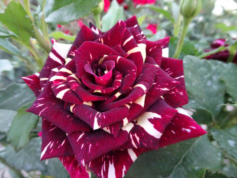  - Dimov nr 19 Hocus Pocus