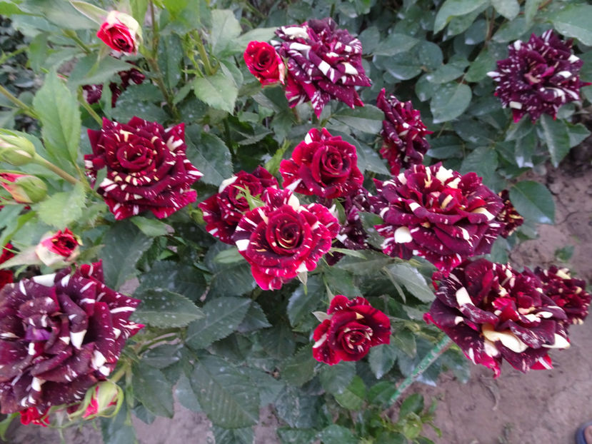  - Dimov nr 19 Hocus Pocus