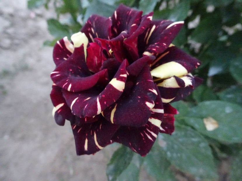  - Dimov nr 19 Hocus Pocus