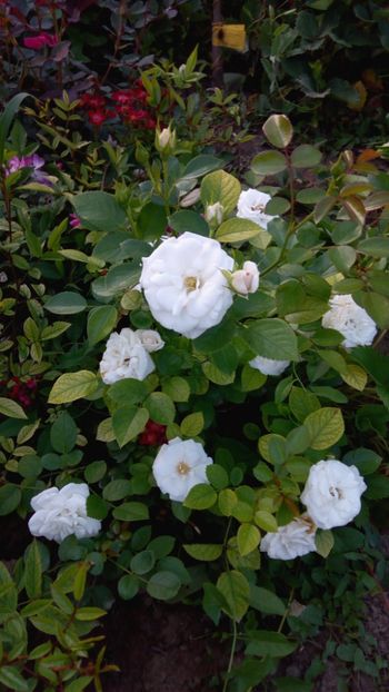 Aspirin rose - Trandafiri 2018