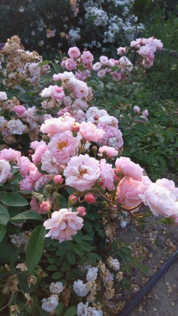 Cornelia - Trandafiri 2018