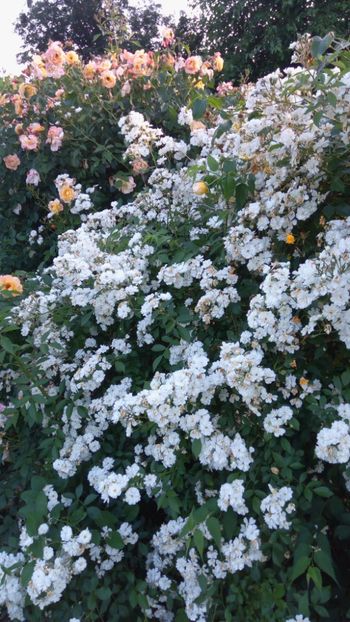 Ghirlande si Peace climbing - Trandafiri 2018