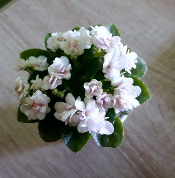 Orchard W Twin (mini )epuizat - Orchard Wonder Twin