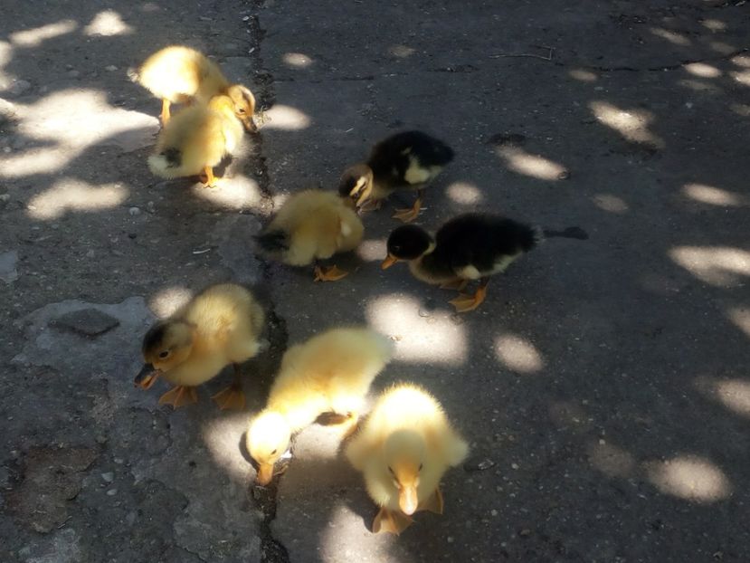  - Boboci de rata si gasca mai 2018