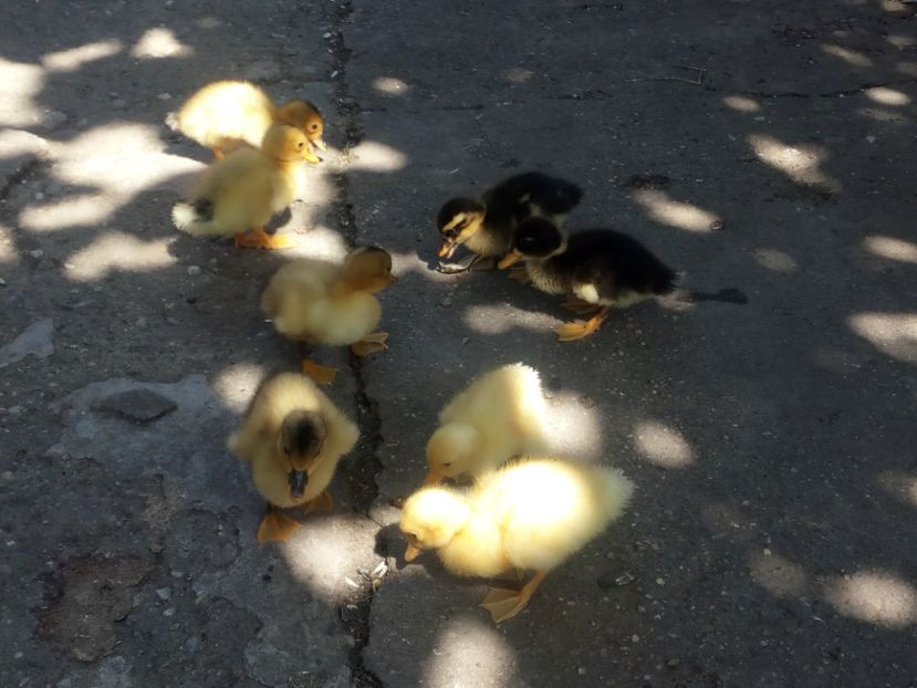  - Boboci de rata si gasca mai 2018