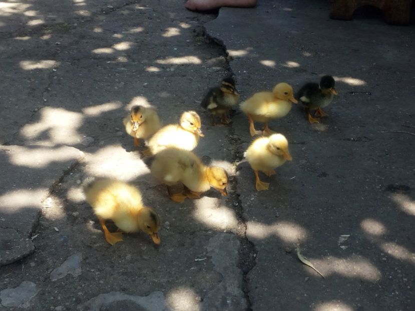  - Boboci de rata si gasca mai 2018