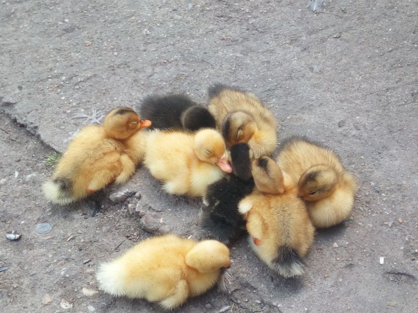  - Boboci de rata si gasca mai 2018