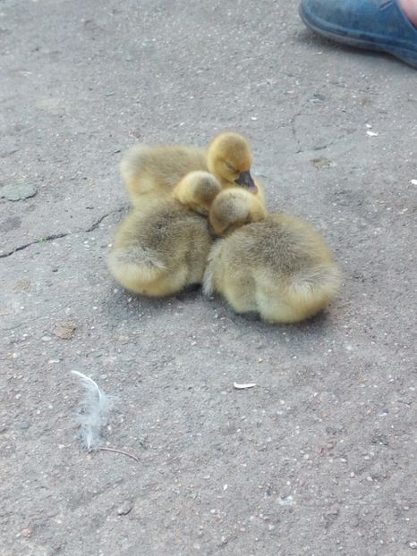  - Boboci de rata si gasca mai 2018