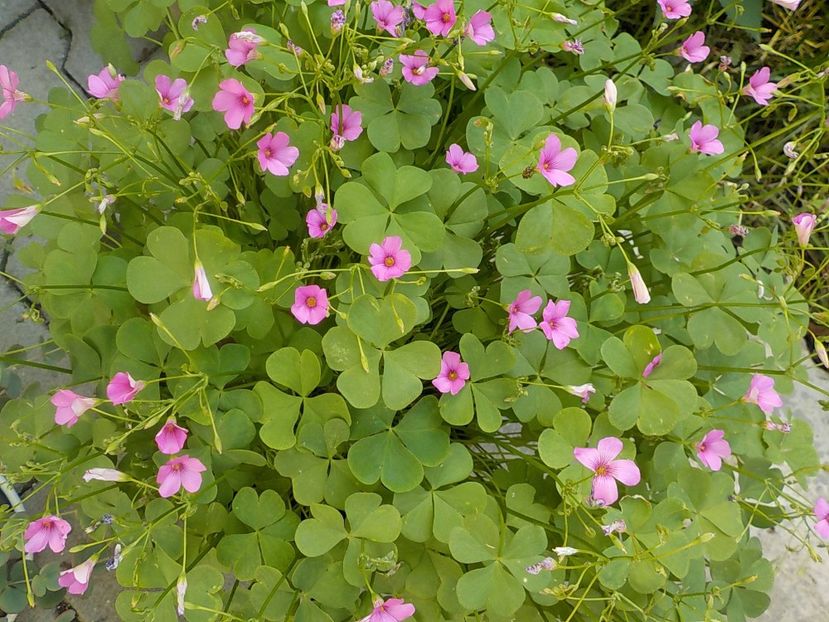  - oxalis