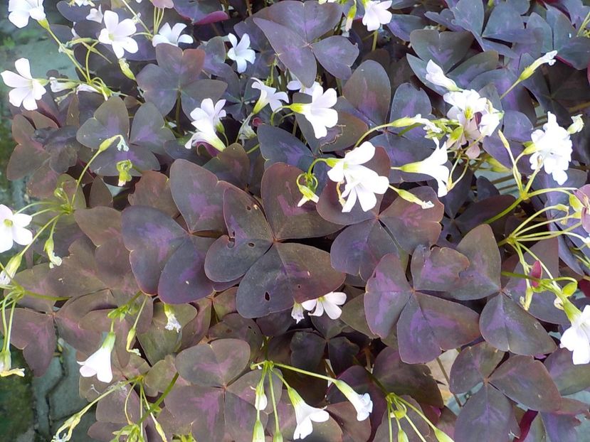  - oxalis