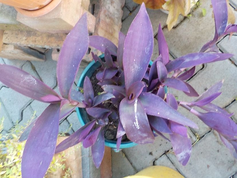  - tradescantia