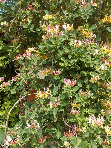  - lonicera
