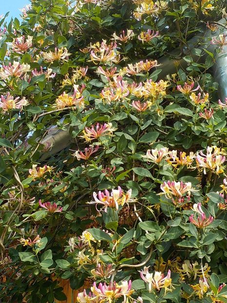  - lonicera