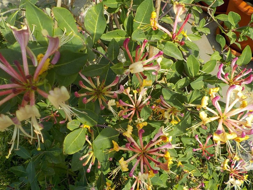  - lonicera