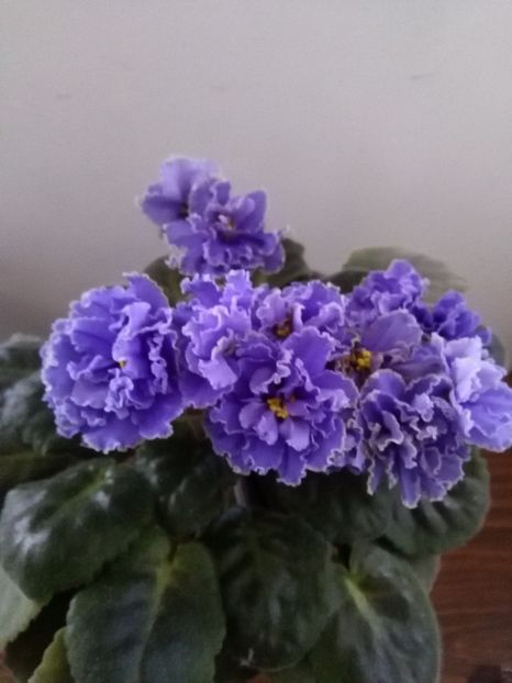 Ruffled Skies - 1-A- Violete 2018