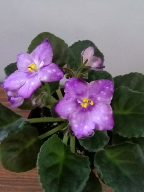 RS Palmira - 1-A- Violete 2018