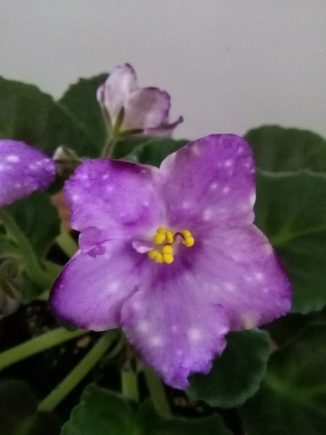  - 1-A- Violete 2018
