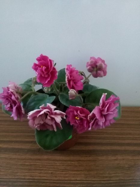 EK Babie Leto - 1-A- Violete 2018