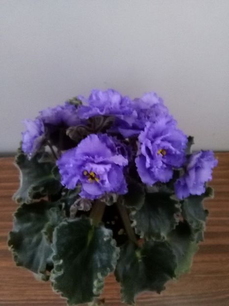 Le Marina - 1-A- Violete 2018