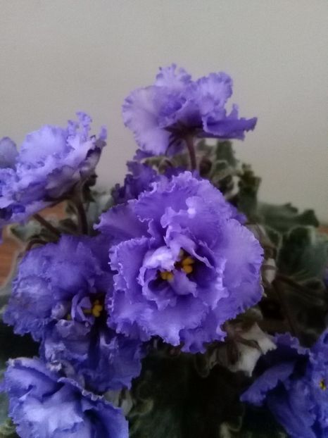  - 1-A- Violete 2018