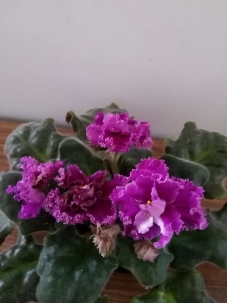 RS Faraon - 1-A- Violete 2018