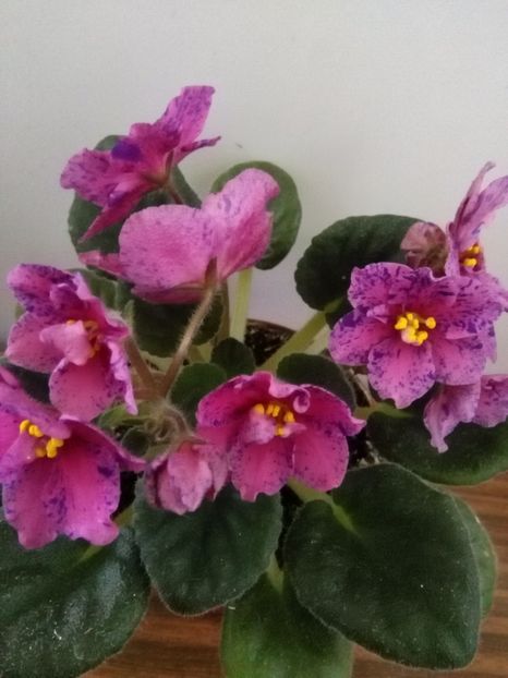 - 1-A- Violete 2018