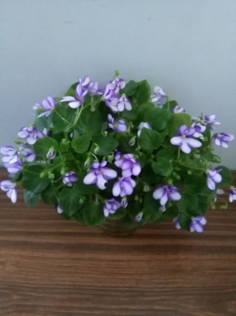  - 1-A- Violete 2018