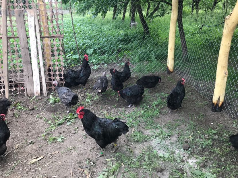 6A77EBB0-6AFD-42DC-A943-CBF98ED72CC8 - Gigant Jersey