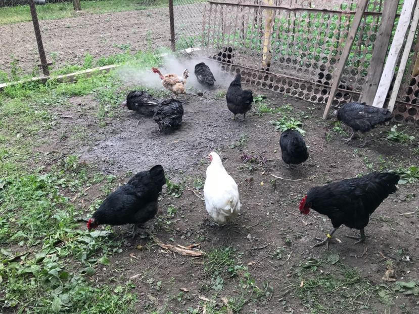 DE4E95E6-1611-4DCD-BA08-F71C239A680D - Gigant Jersey