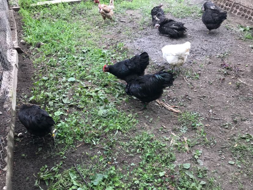 D1963E7D-3643-4B18-BB1B-D727CB78004D - Gigant Jersey