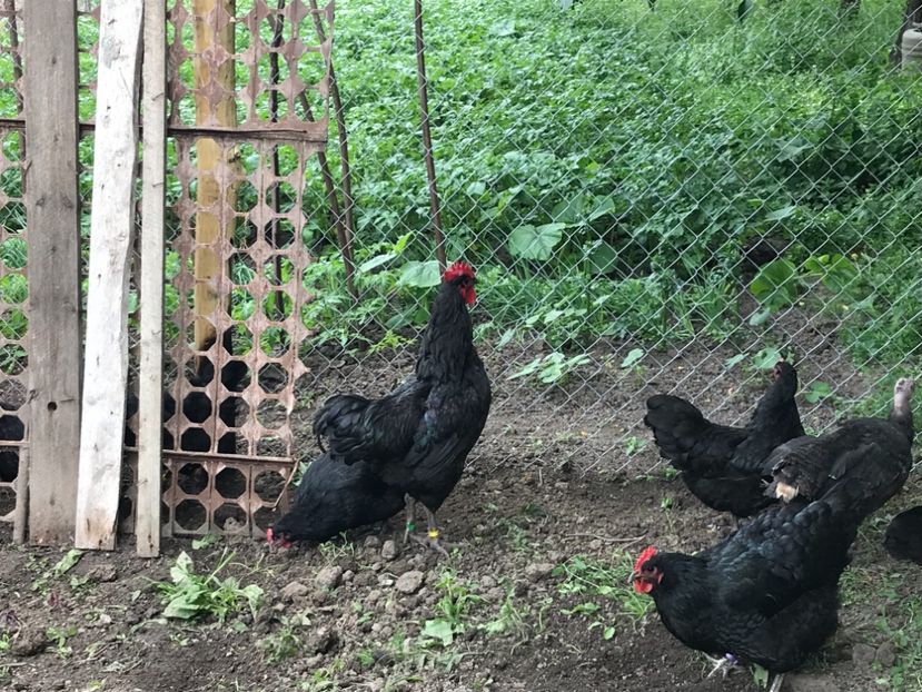 13AF9EE2-25D6-4D6D-87EF-32C51F365A7D - Gigant Jersey