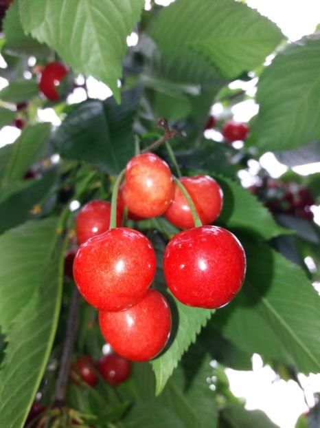  - La țară mai 2018