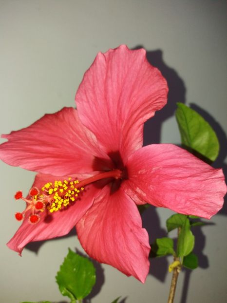  - Florile mele mai 2018