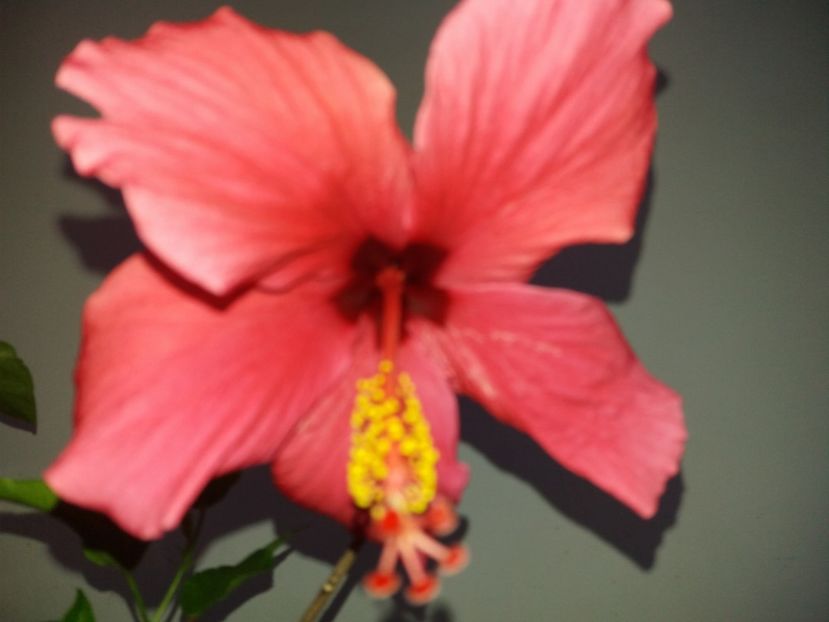  - Florile mele mai 2018