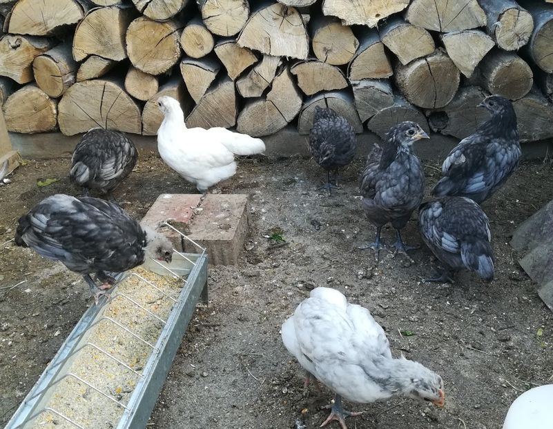  - Găini australorp - pui