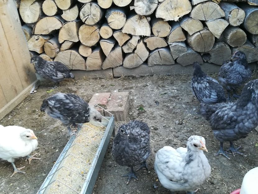  - Găini australorp - pui