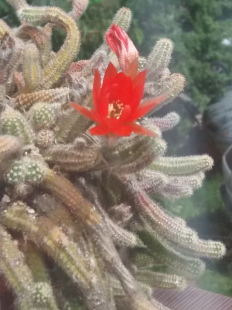  - Florile mele mai 2018