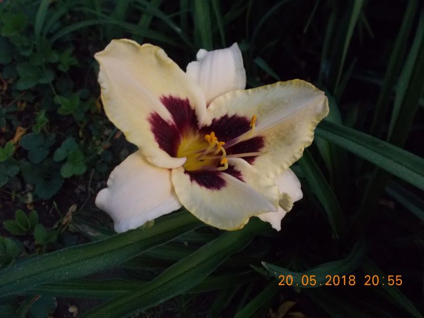 custard candy - Hemerocallis 2018