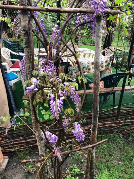  - 002 27 04 2018 Wisteria Glicina si Salcam galben