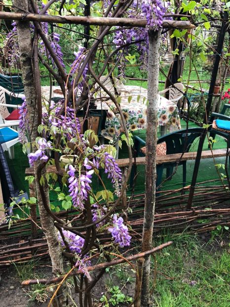  - 002 27 04 2018 Wisteria Glicina si Salcam galben