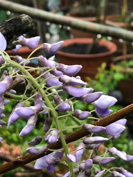  - 002 27 04 2018 Wisteria Glicina si Salcam galben