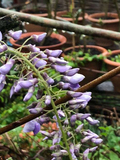  - 002 27 04 2018 Wisteria Glicina si Salcam galben