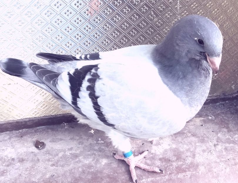  - 92 pui 2018