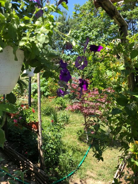  - 01 Gradina imagini