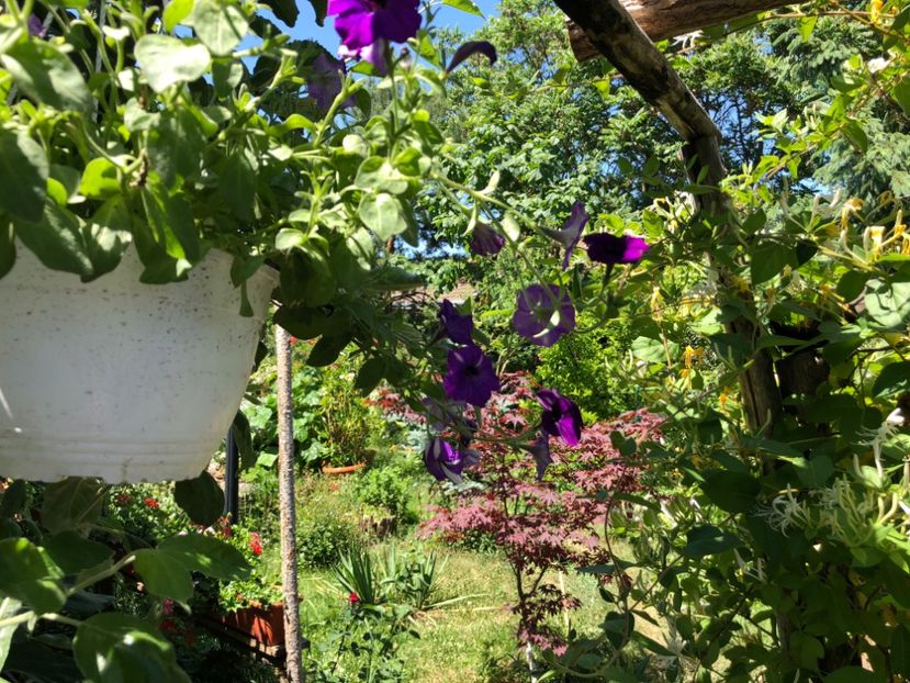  - 01 Gradina imagini