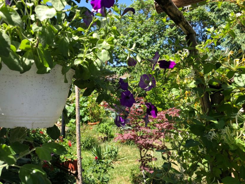  - 01 Gradina imagini