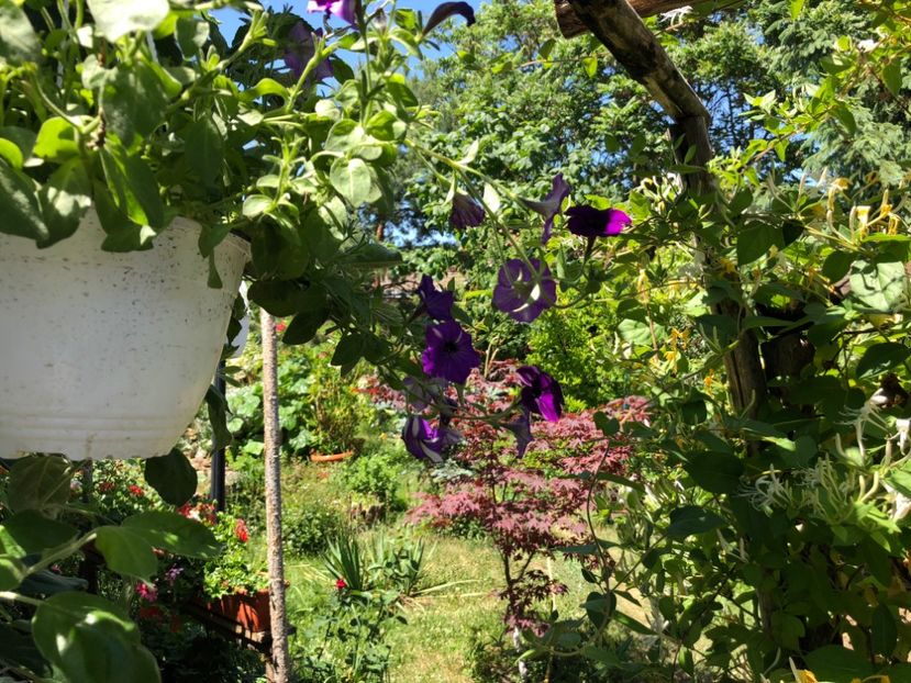  - 01 Gradina imagini