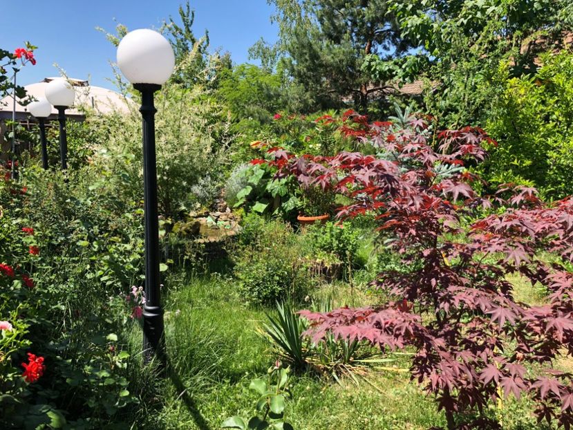  - 01 Gradina imagini