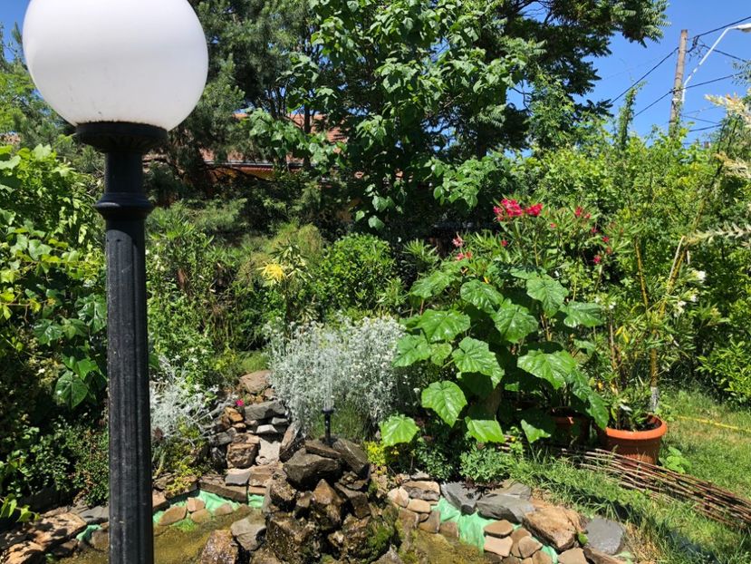  - 01 Gradina imagini